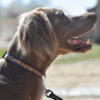 Collier chien de la marque AngelAres