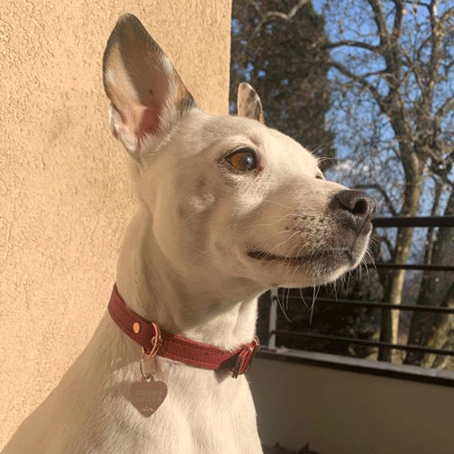 Collier chien Kaya de la marque AngelAres