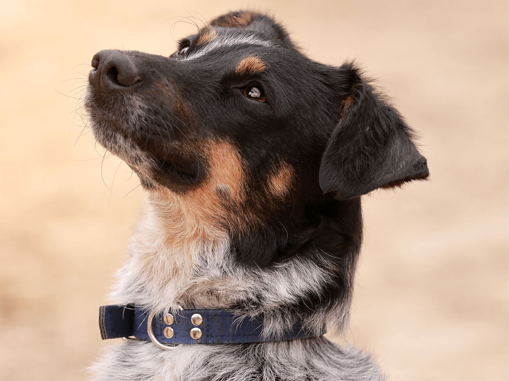 Collier chien de la marque AngelAres