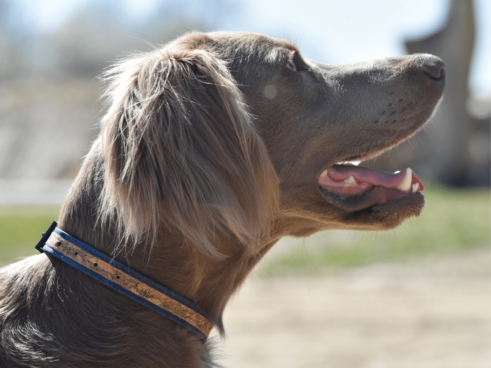Collier chien de la marque AngelAres