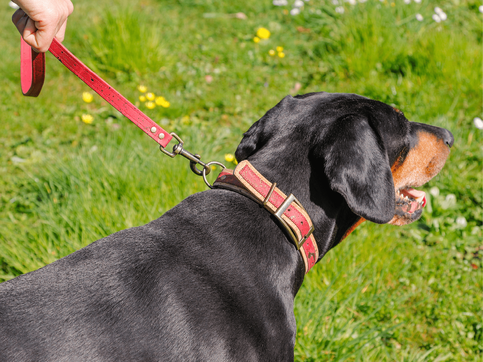 Laisse chien de la marque AngelAres