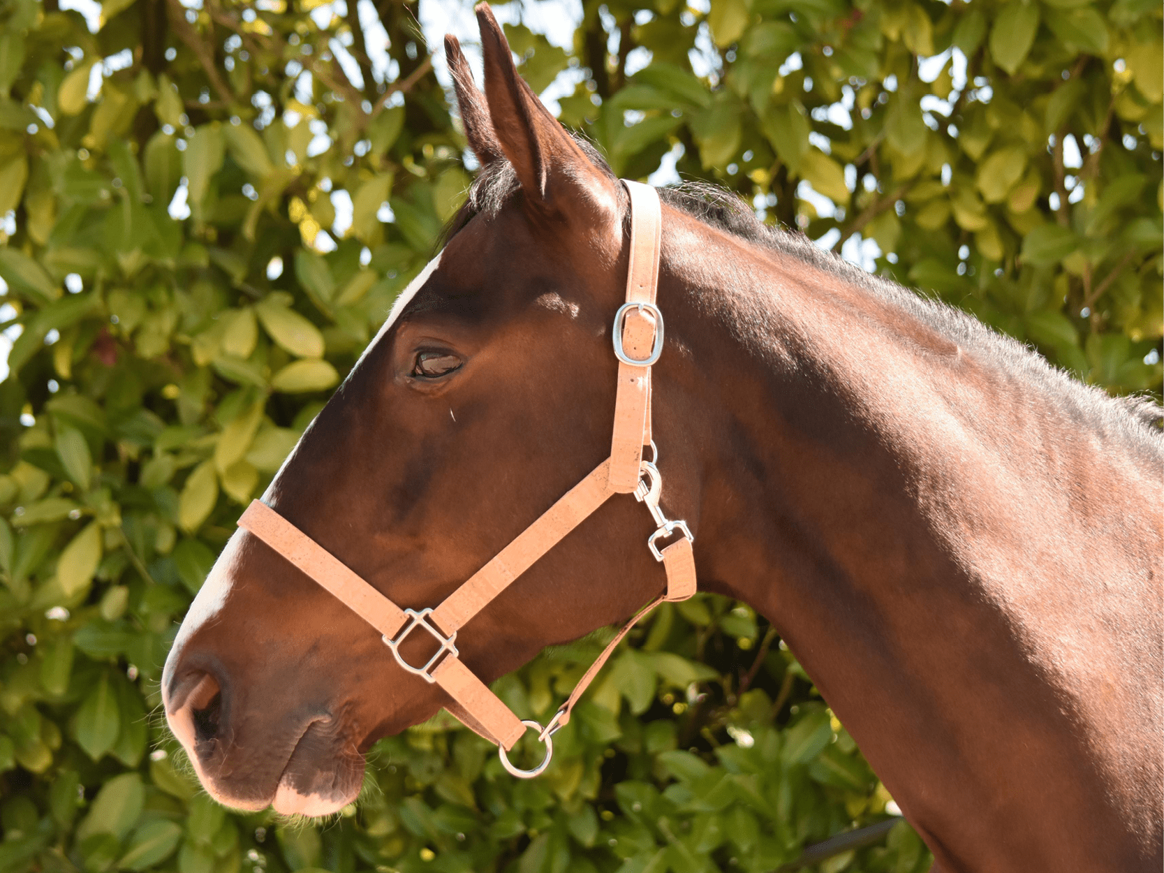 Licol cheval de la marque AngelAres