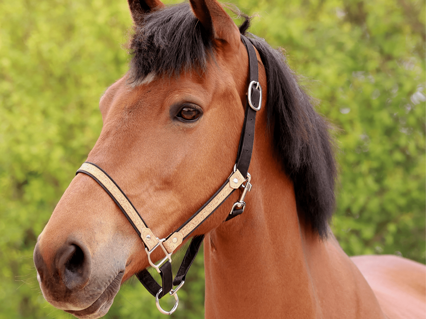 Licol cheval de la marque AngelAres