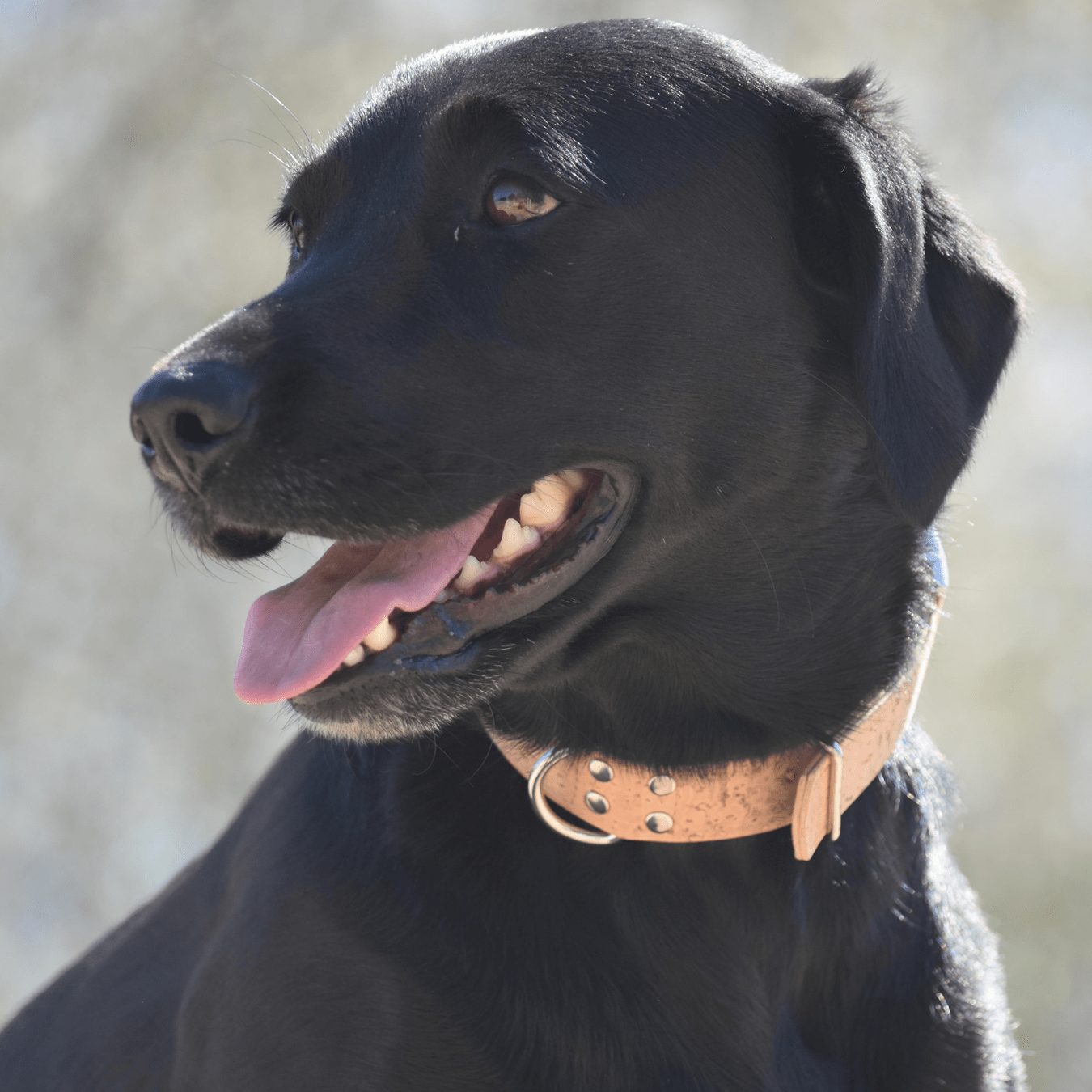 Chien avec le collier de la marque AngelAres