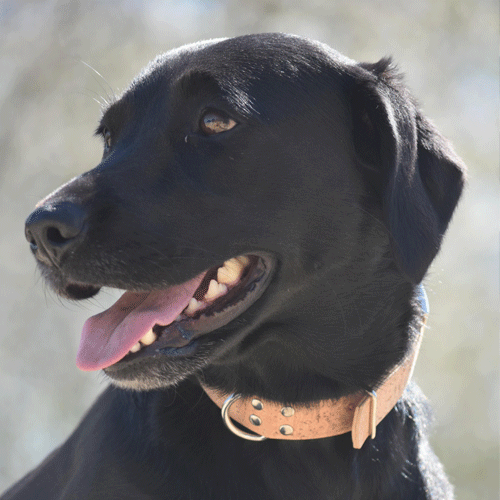 Collier chien Zazou de la marque AngelAres