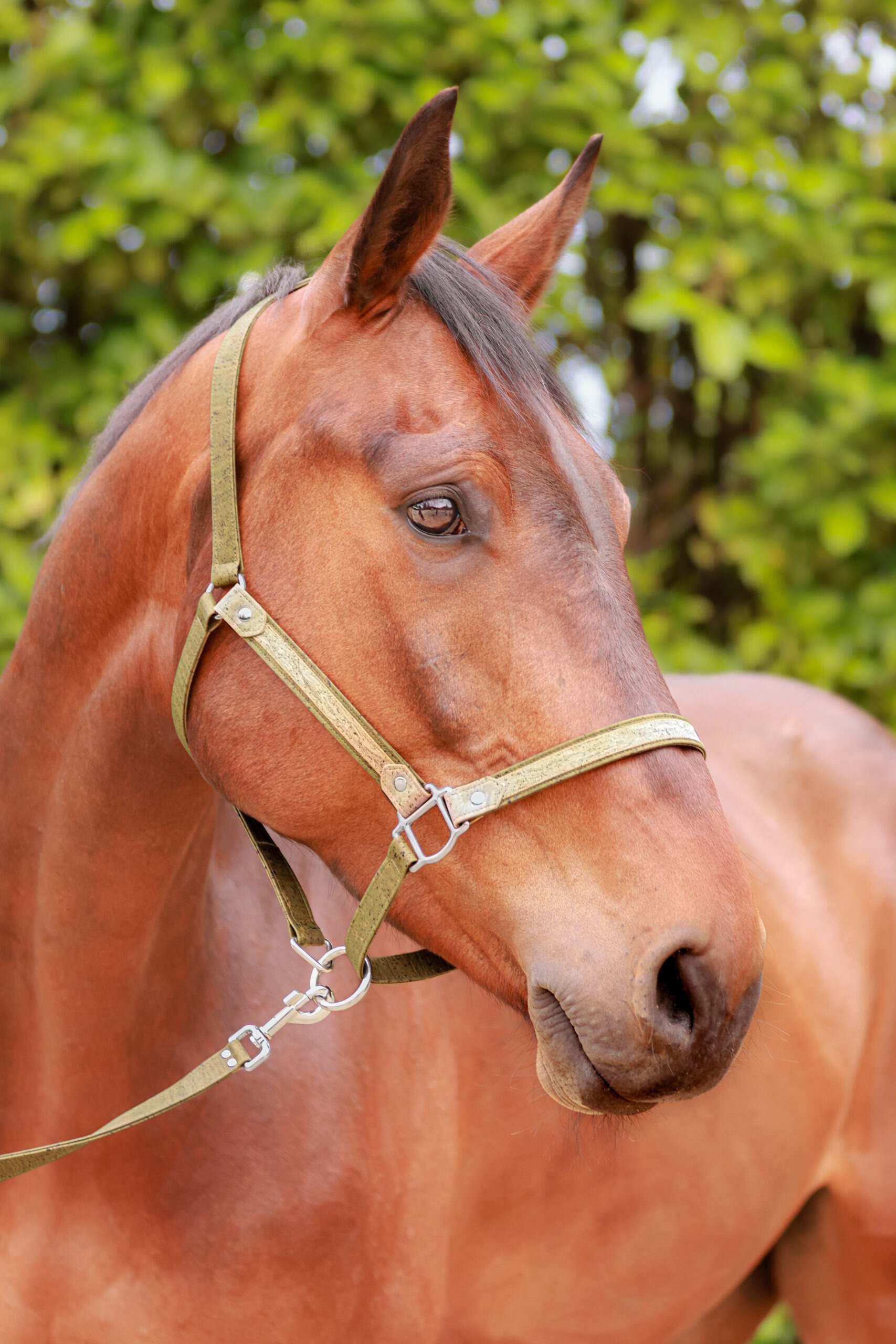 Licol cheval en liège vert