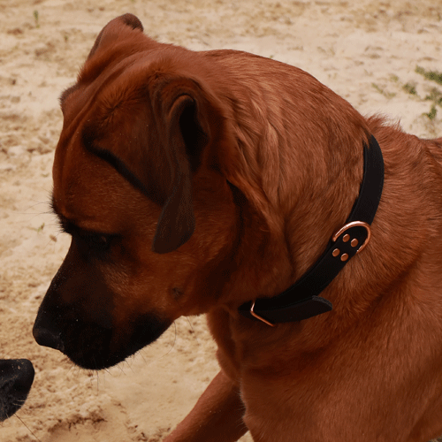 Collier chien modèle Angel