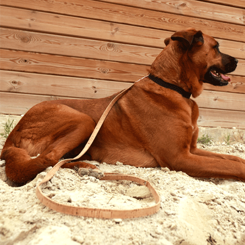 Collier chien modèle Angel