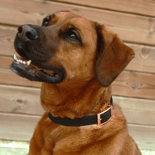 Collier chien modèle Angel