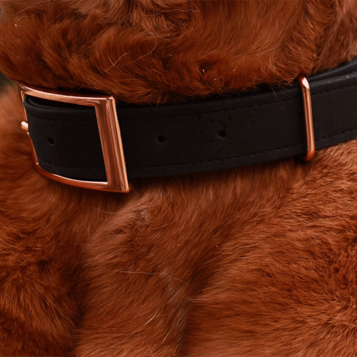 Collier chien modèle Angel