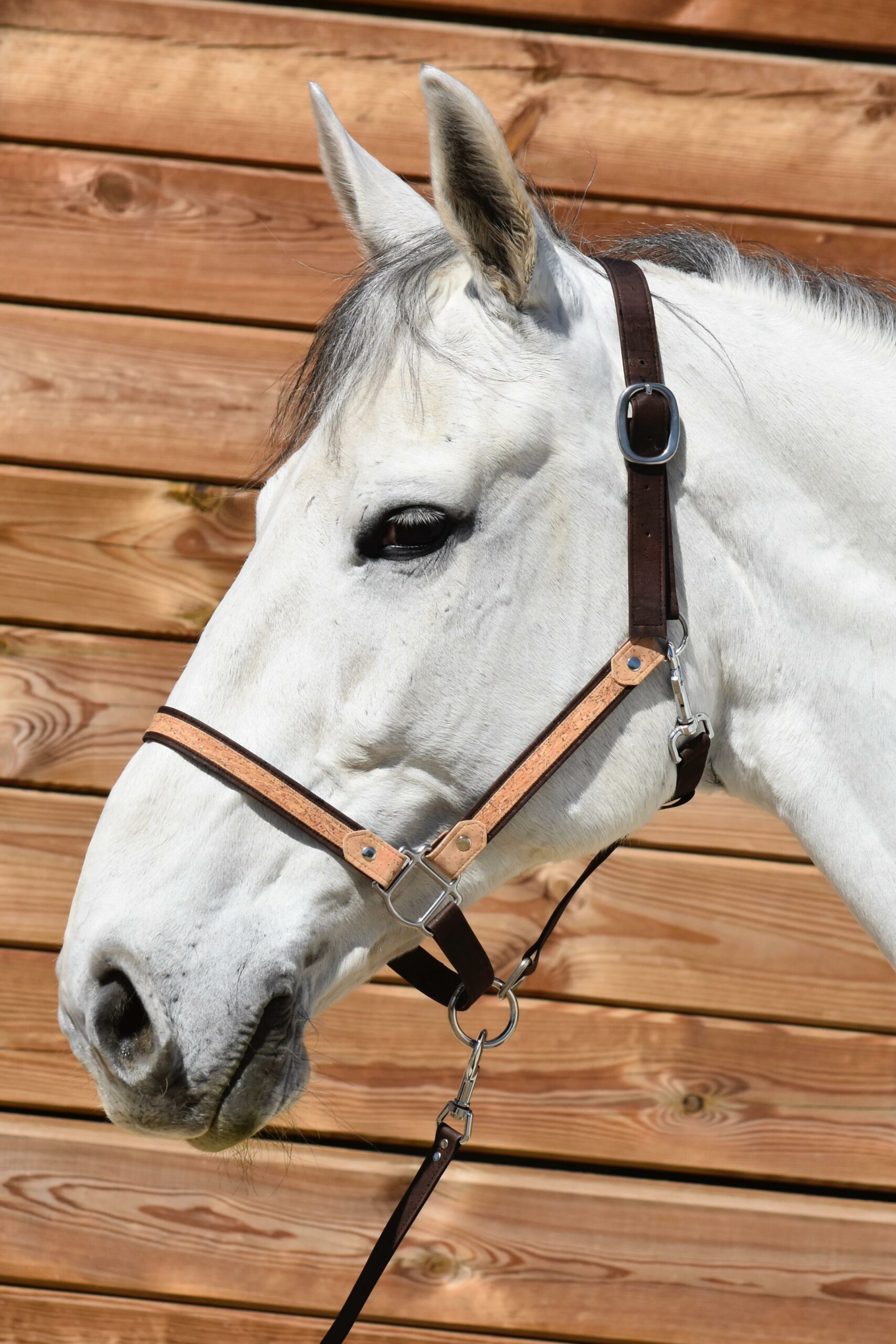 Licol pour chevaux marron