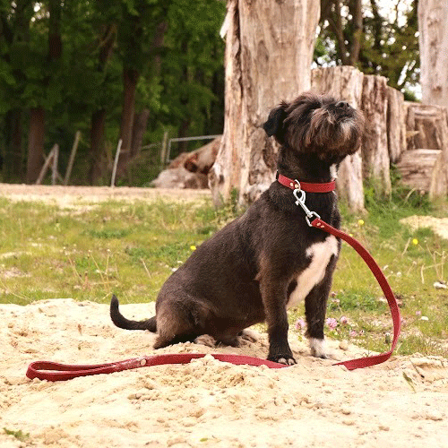 Collier et laisse pour chien