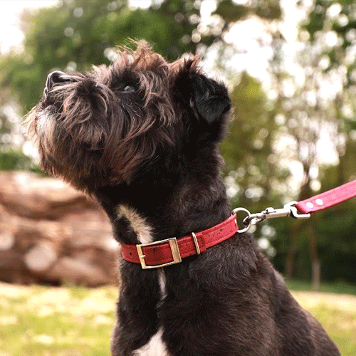 Collier et laisse pour chien