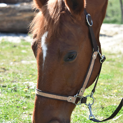 Licol pour chevaux marron