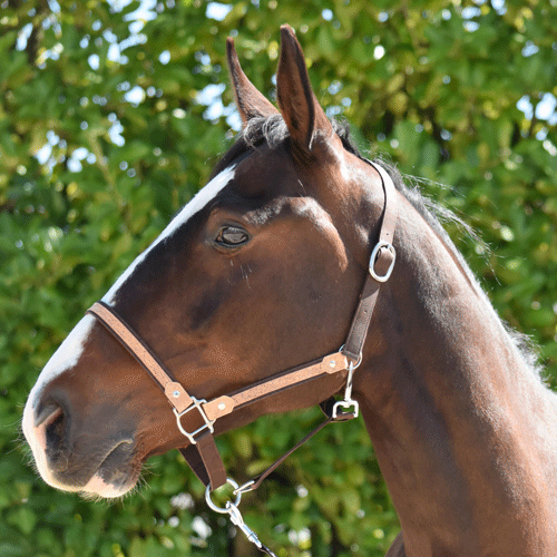 Licol pour chevaux marron