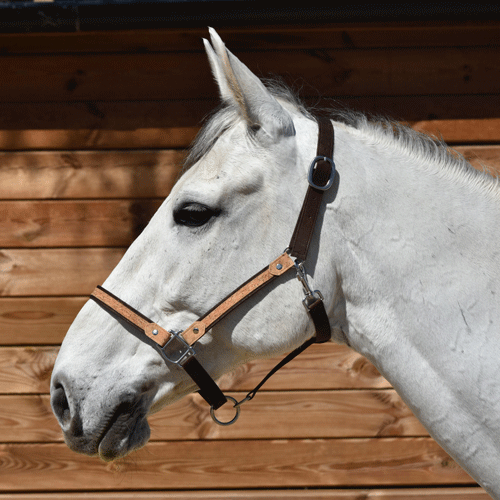 Licol pour chevaux marron