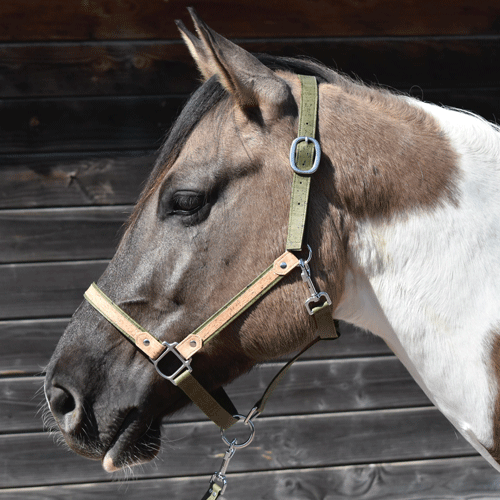 Licol cheval en liège vert