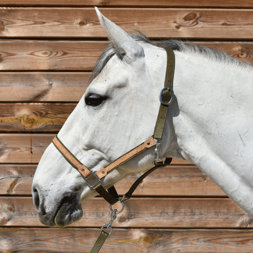 Licol cheval en liège vert