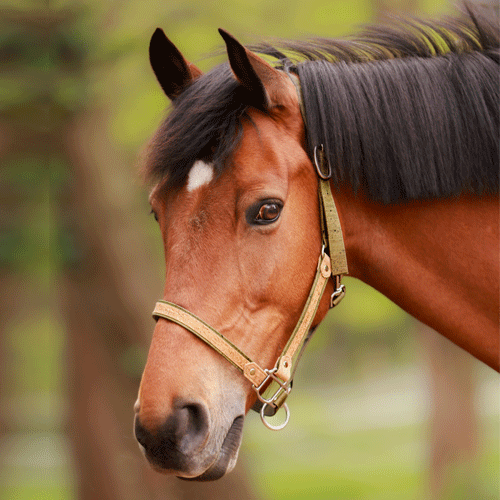 Licol cheval en liège vert