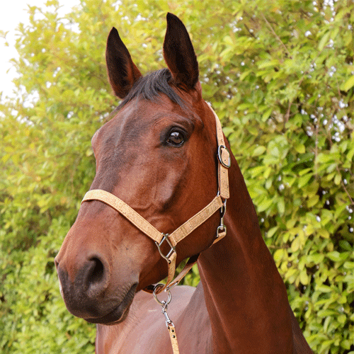 Licol pour chevaux