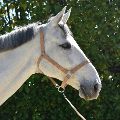 Licol pour chevaux