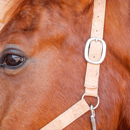 Licol pour chevaux
