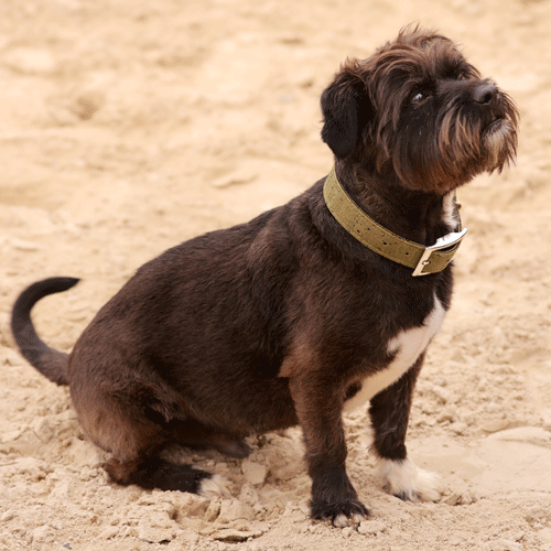 Collier chien Marley de la marque AngelAres