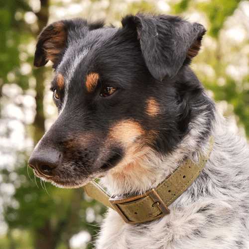 Collier chien Marley de la marque AngelAres