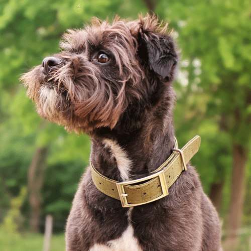 Collier chien Marley de la marque AngelAres