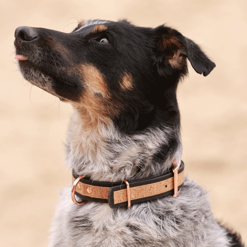 Collier pour chien en liège noir