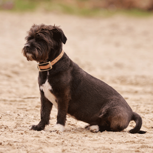 Collier pour chien en liège noir