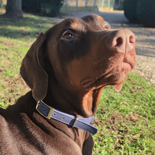 Collier chien de la marque AngelAres