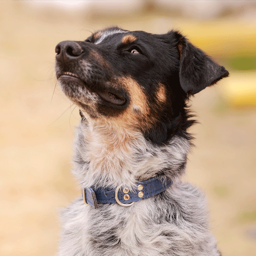 Collier chien de la marque AngelAres